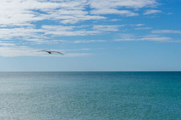 Pelican flies along coast in Florida gulf