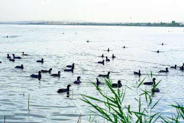 Beautiful Duck Swimming  The duck family swims in the lake.