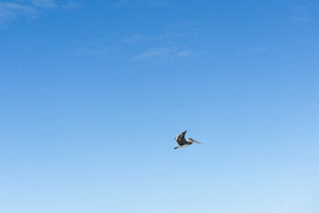 Naklejka na ściany i meble Pelican flies in front of clear blue sky in Florida