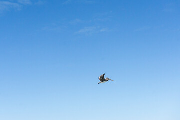 Pelican flies in front of clear blue sky in Florida
