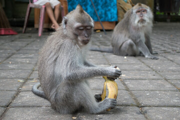 A sitting and eating monkey in Bali Temples