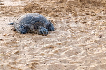 Sea Turtle Resting on the Beach