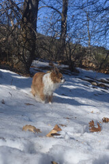 Naklejka premium winter chihuahua