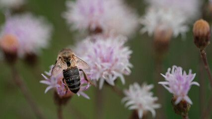 bee on a flower