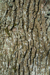 Oak tree bark detail texture or background