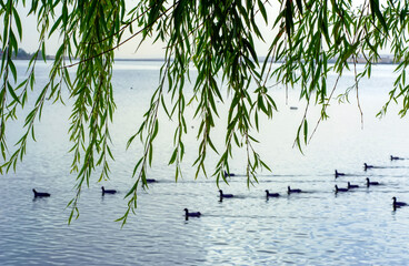 Beautiful Duck Swimming  The duck family swims in the lake.