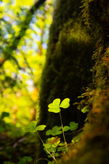 Shamrock in the forest, Ireland
