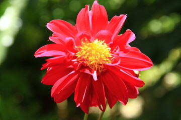 Picture of a red flower