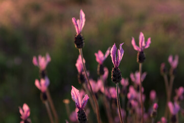 Lavender pasture field at sunset with the sun behind it