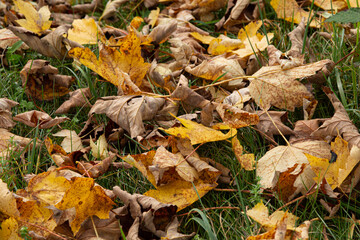 Herbstlaub, Ahornblätter