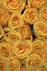 group of yellow roses