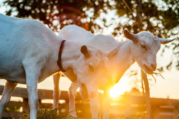 Obraz na płótnie Canvas Goats are eating hay on a summer day