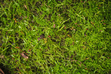 Green moss- beautiful background