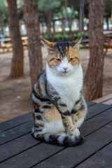 portrait of a cat in the park