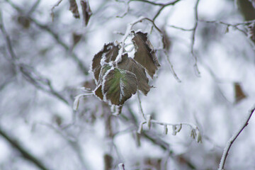 Blätter im Frost