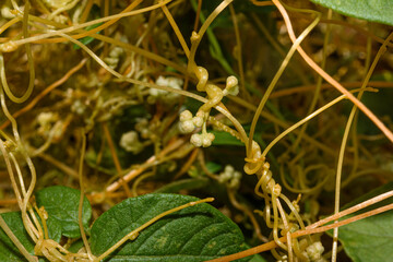 Dodder - Cuscuta on a potato bush: a quarantine plant - a parasite. Dangerous weed in the garden, a pest of agriculture.