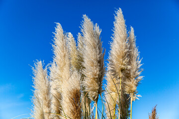 Cortaderia selloana pumila silver yellow plant pampas grass foliage