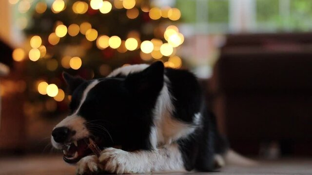 Happy Border Collie Bites Chews in the Living Room in front of Christmas Lights during Late Afternoon. Black and White Dog Nibbles Bone Indoors.