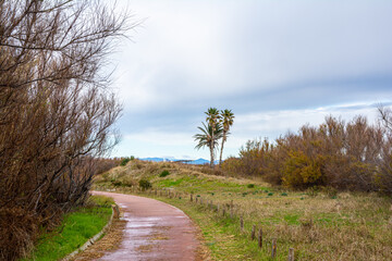 Obraz premium Palmeras