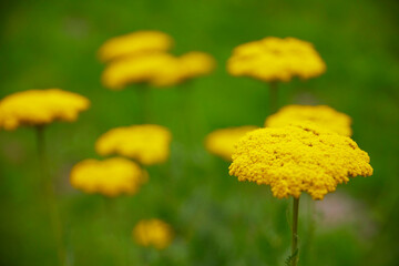 Beautiful close-up of a golden sheaf, (Achillea filipendulina).