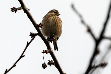 Spatz