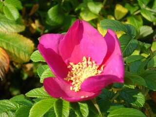 Rosehip flower in the city park