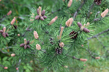 Fototapeta premium Pine