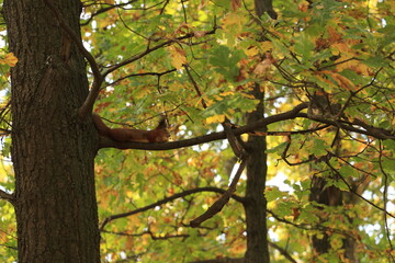 squirrel on a tree