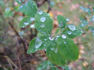 Raindrops on a bush in the park