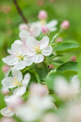 The branches of a blossoming tree in spring day in the wind. Springtime begining in the garden. Apple tree in white and pink flowers. Beautiful blurring background. selective focus.
