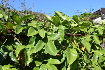 Big green leaves of maracuja plant (Passiflora edulis)