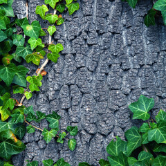 Close up old tree texture covered in  ivy. Copy space for design. Vertical image.