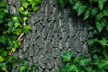 Old tree texture and pattern background covered in gray ivy. Copy space for design. Horizontal image.