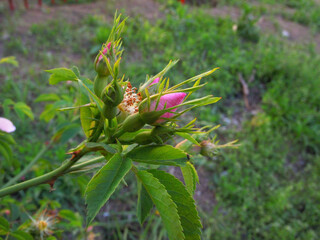 Rosehip bud (wild rose) in early spring