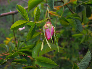 Rosehip bud (wild rose) in early spring