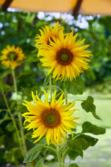 Beautiful perfect sunflowers, close up.