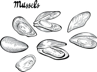 mussels food, hand drawn vector illustration and lettering isolated on white background. Concept for logo, menu, cards print 