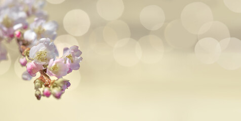 Prunus subhirtella, the winter-flowering cherry. Close-up on buds and flowers. Soft focus with lights. Monochromatic look, desaturated hues, neutral tones. Floral panoramic background with text space.
