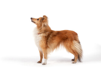 Shetland Sheepdog portrait on a white background.

