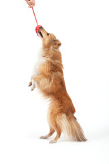 Shetland Sheepdog with Red Toy
on a white background.