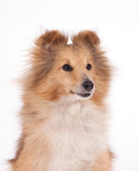 Shetland Sheepdog portrait on a white background.


