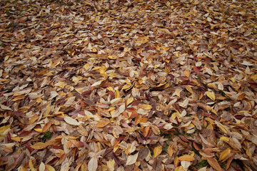 Golden leaves on the ground in Autumn