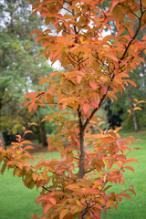 Golden leaves on a fall tree