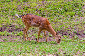 Young white tail deer (Odocoileus virginianus) grazing on a meadow