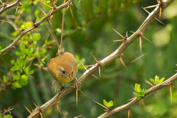 Colilarga - Sylviorthorhynchus desmursi -