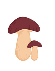 Group of Suillus mushroom fresh edible organic fungus vegetarian plant flat vector illustration isolated on white background