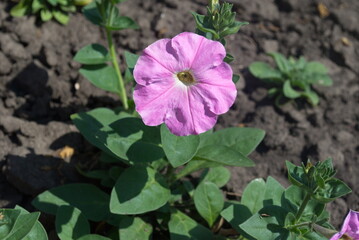 flower in the garden