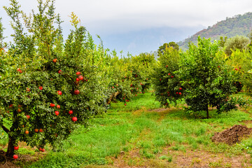 Fototapeta na wymiar Many pomegranates trees with ripe fruits at the orchard