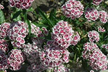 pink and white flowers