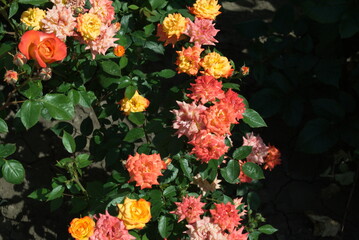 yellow and red flowers